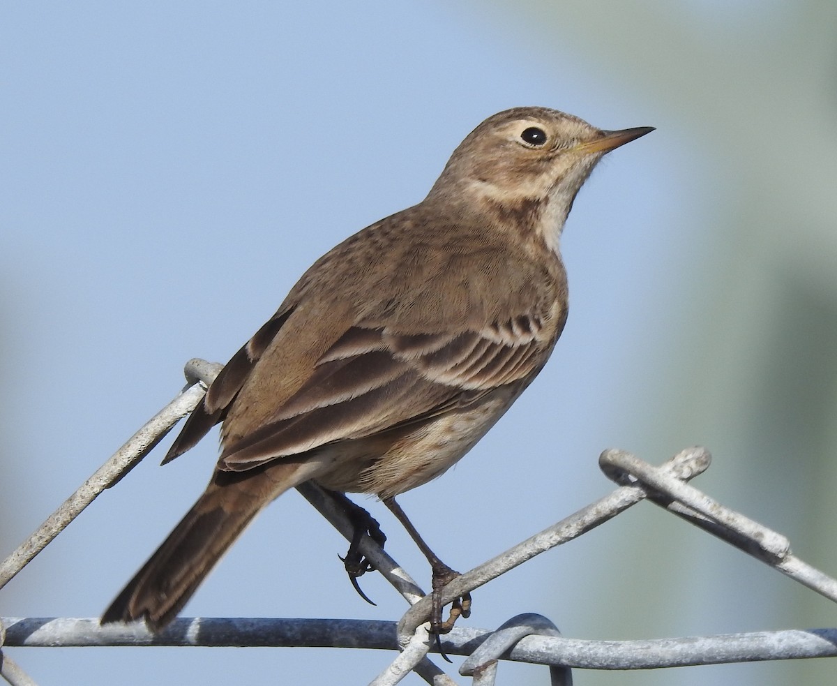 Pipit d'Amérique - ML612120931