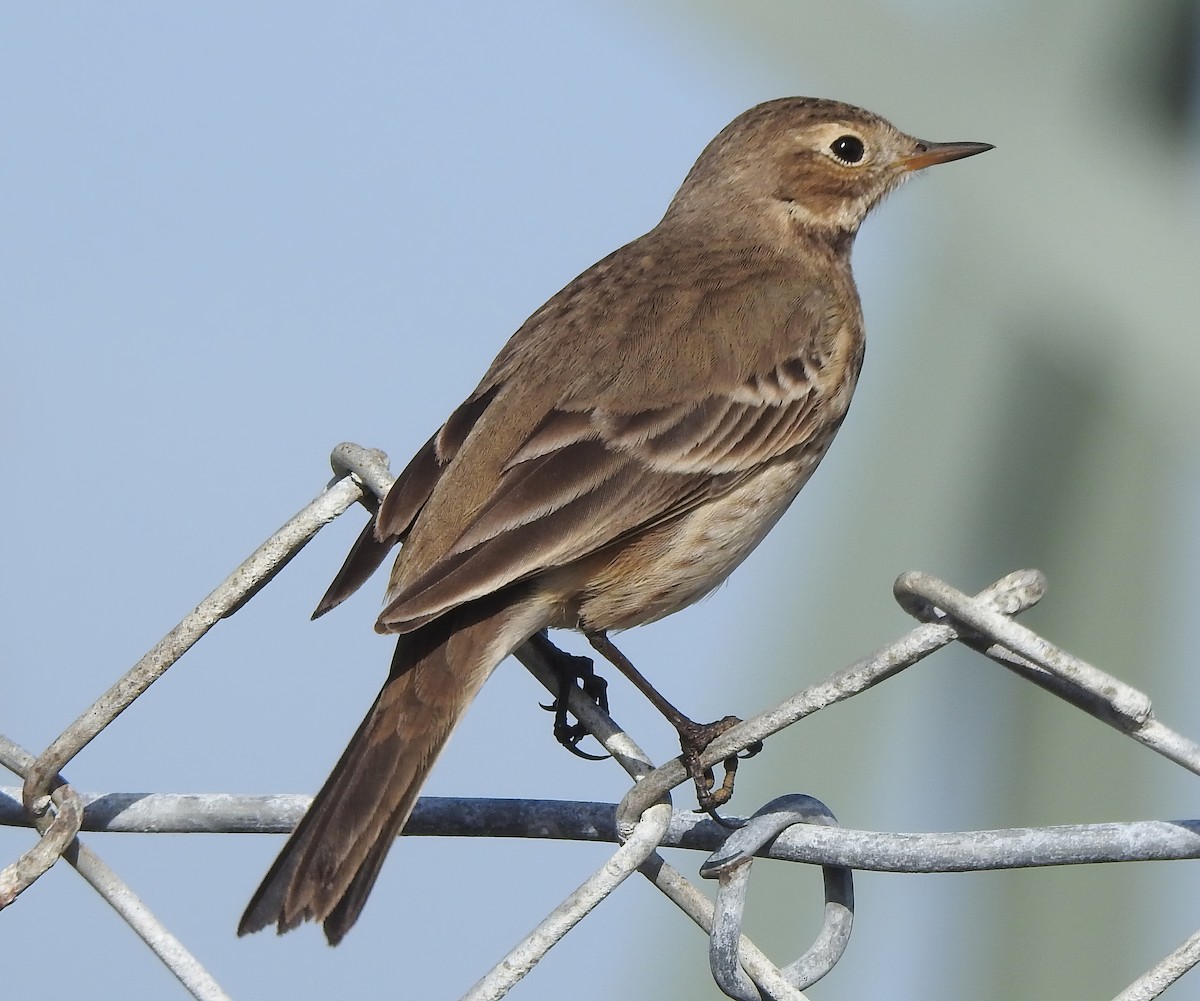 American Pipit - ML612120932