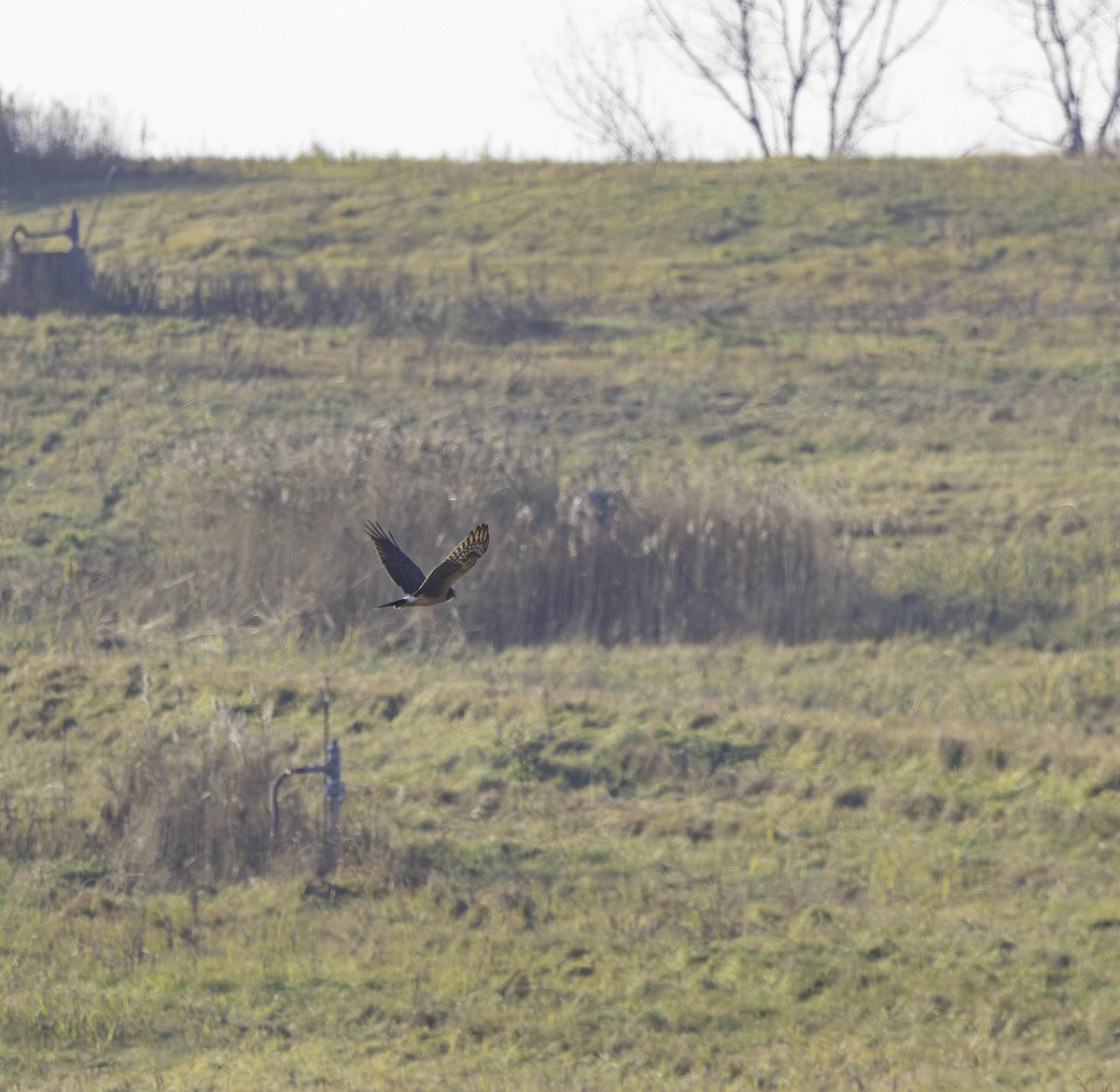 Northern Harrier - ML612120949