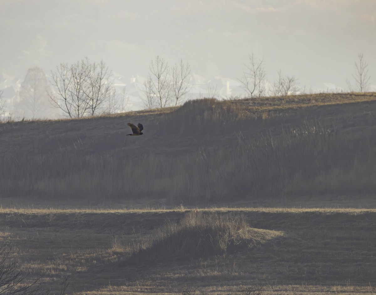 Northern Harrier - ML612120950