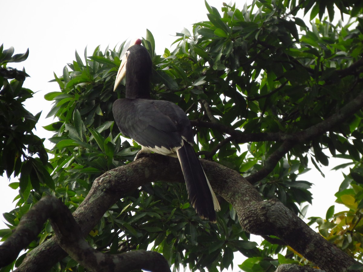 Malabar Pied-Hornbill - ML612120965