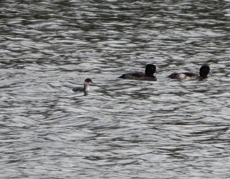 Eared Grebe - Denis Dujardin