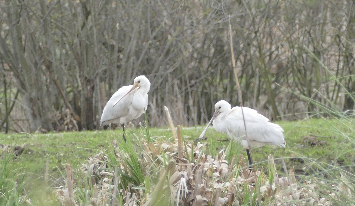 Eurasian Spoonbill - ML612121186