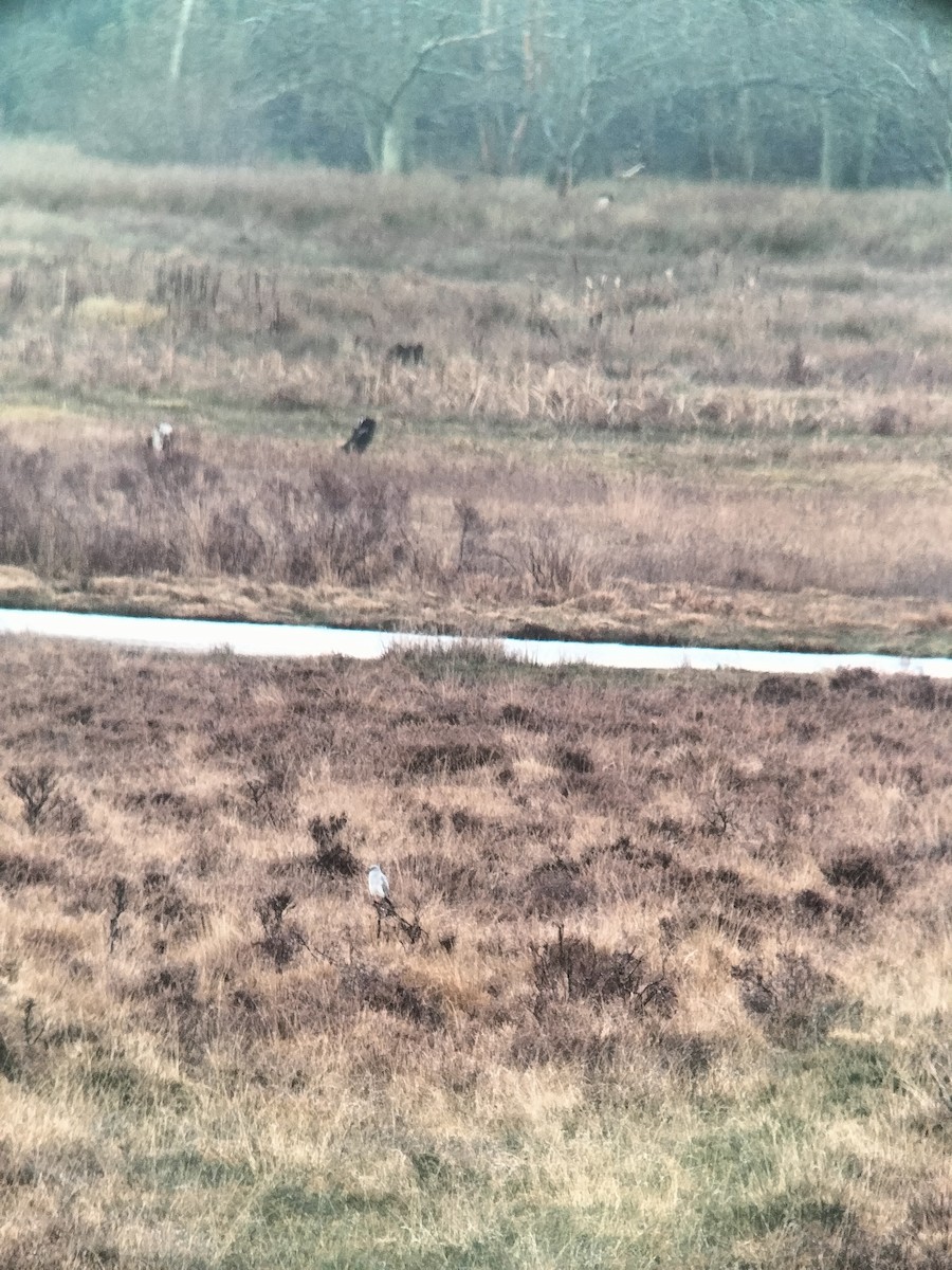 Hen Harrier - ML612121211