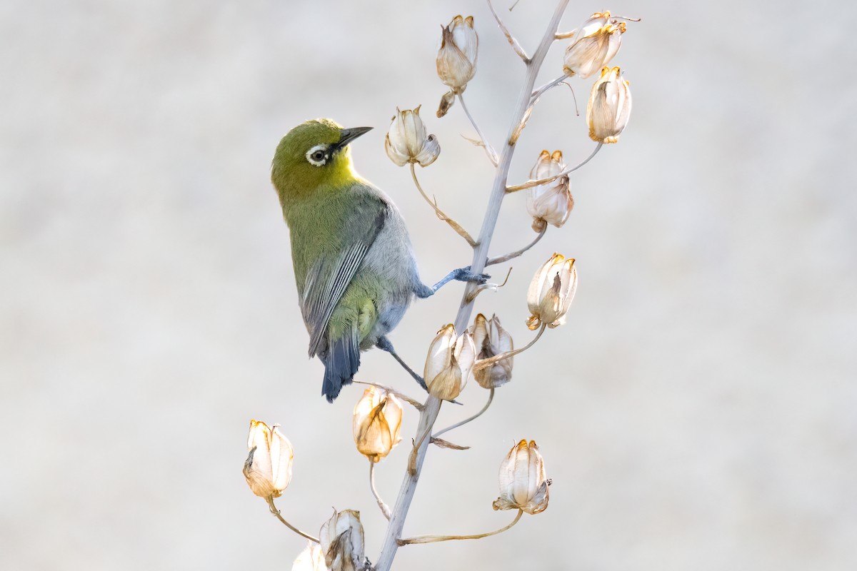 Cape White-eye - ML612121236