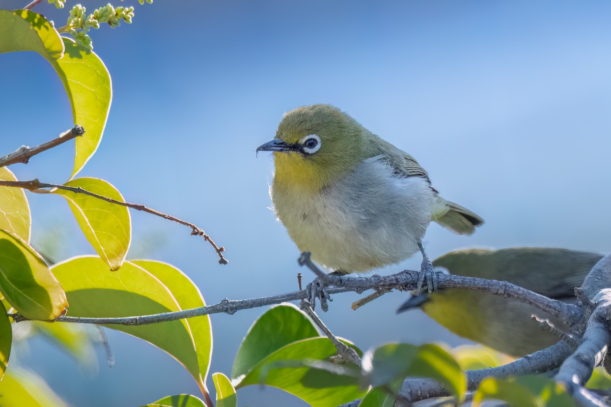 Cape White-eye - ML612121237