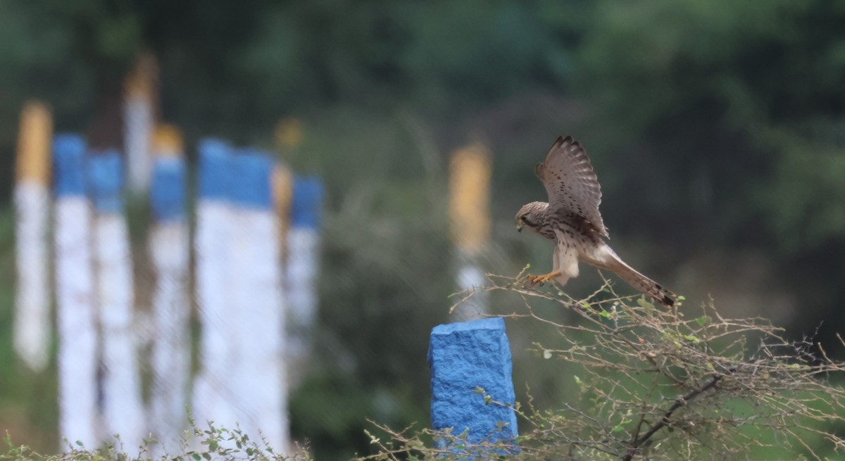 Eurasian Kestrel - ML612121264