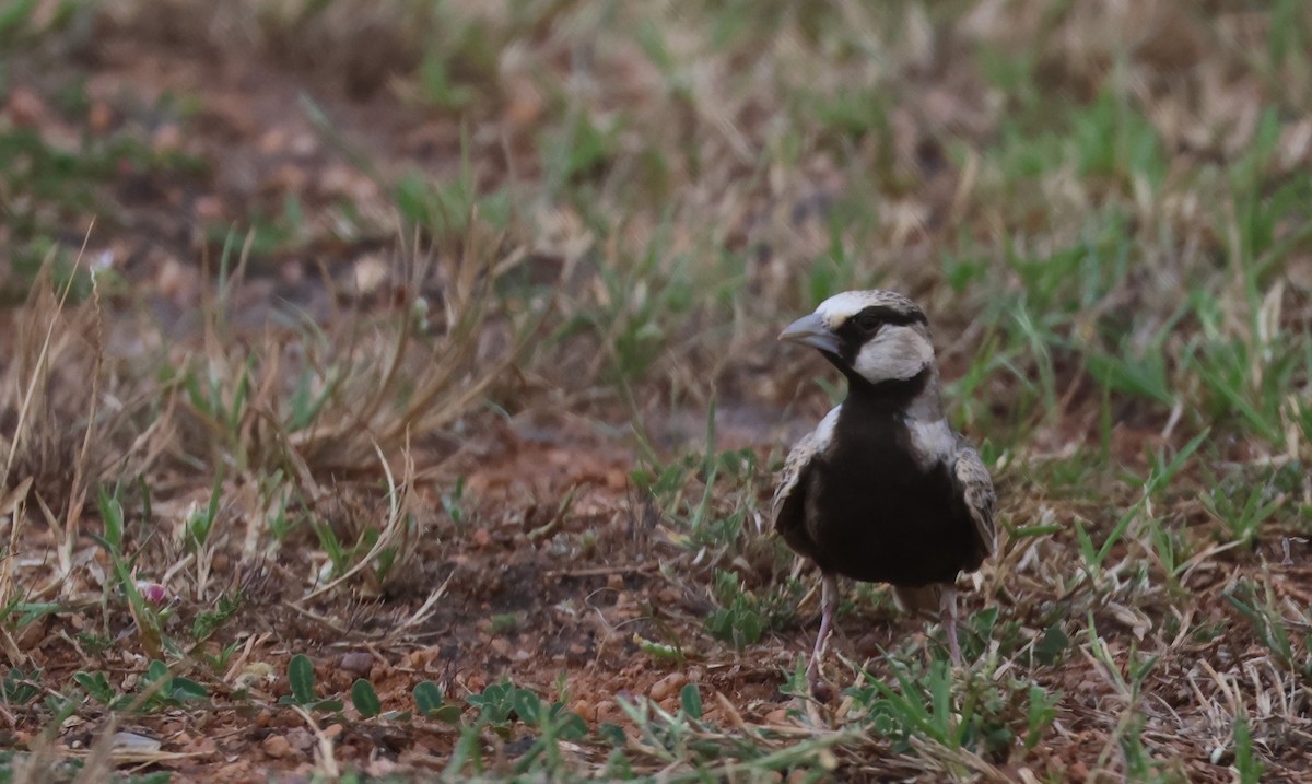 Ashy-crowned Sparrow-Lark - ML612121275