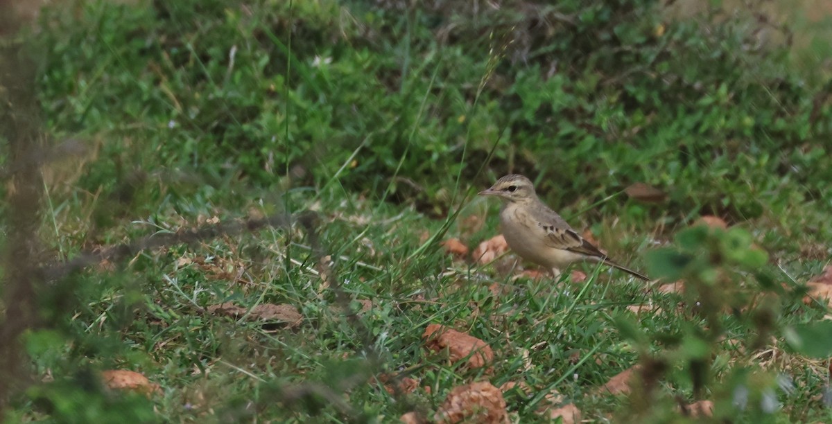 Tawny Pipit - Badri Narayanan Thiagarajan