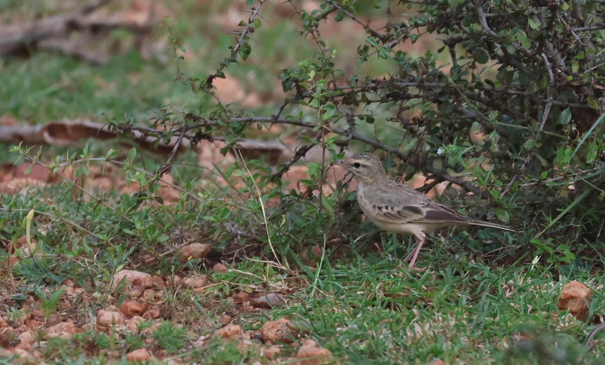 Bisbita Campestre - ML612121289