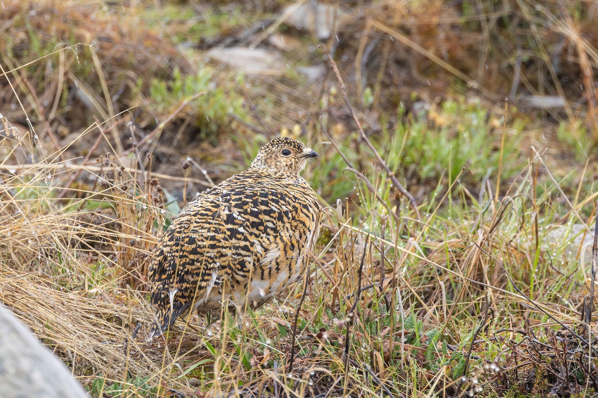 Rock Ptarmigan - ML612121323