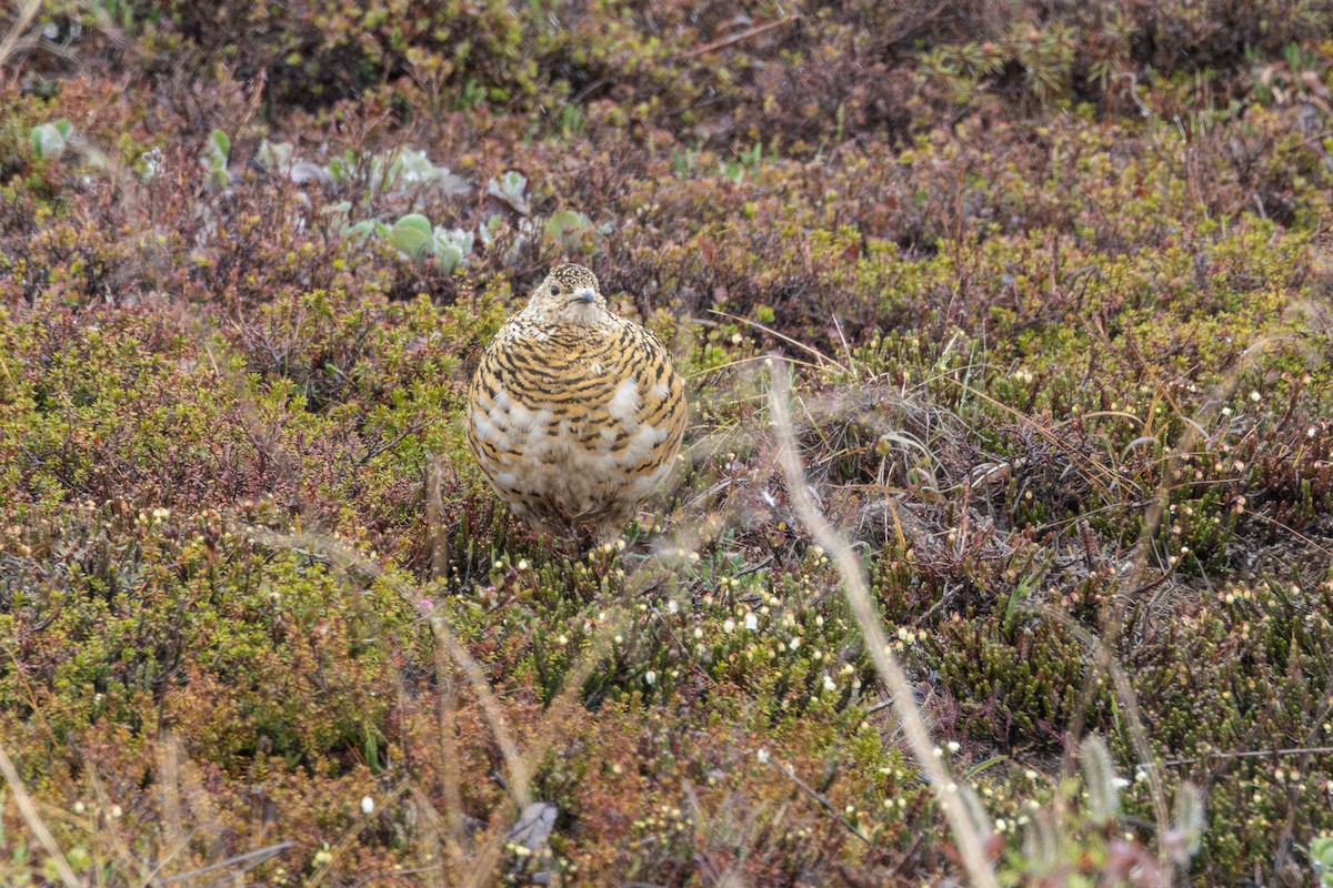 Rock Ptarmigan - Anya Auerbach