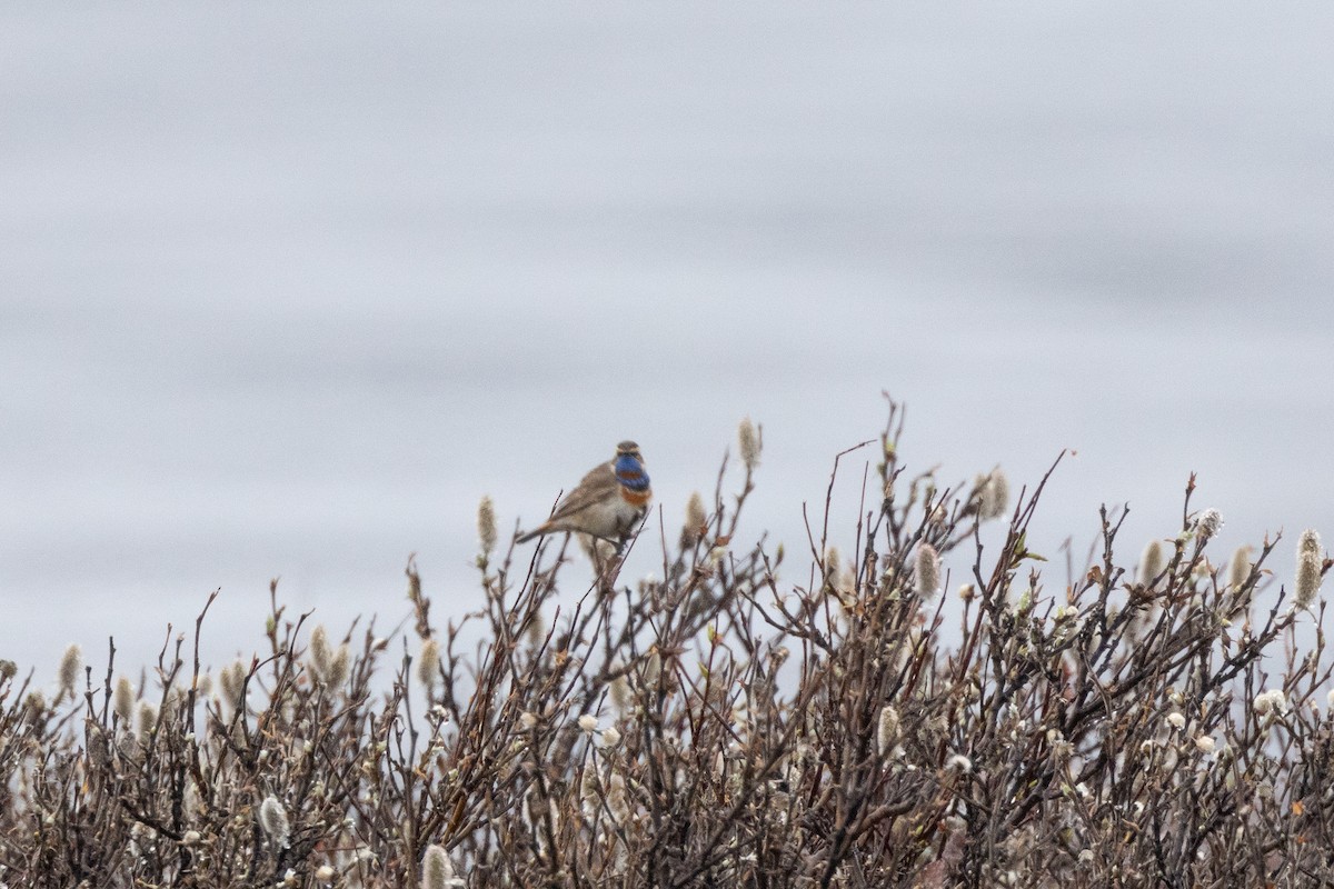 Bluethroat - Anya Auerbach