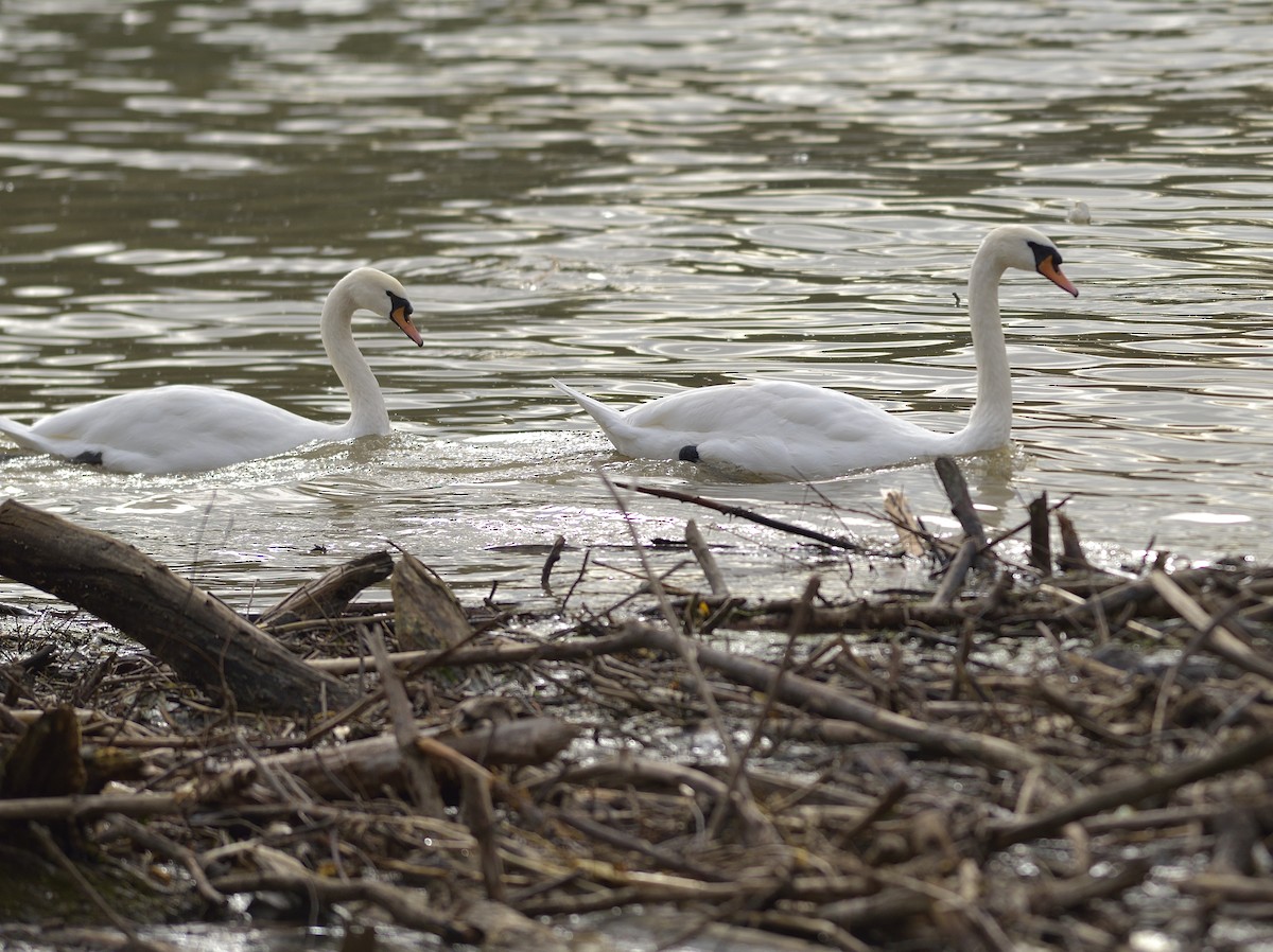 Mute Swan - ML612121409