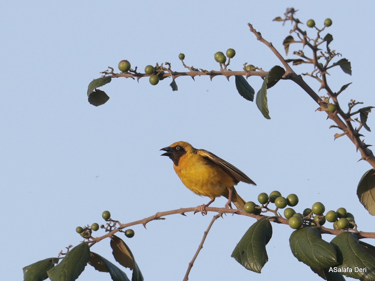 Heuglin's Masked-Weaver - Fanis Theofanopoulos (ASalafa Deri)