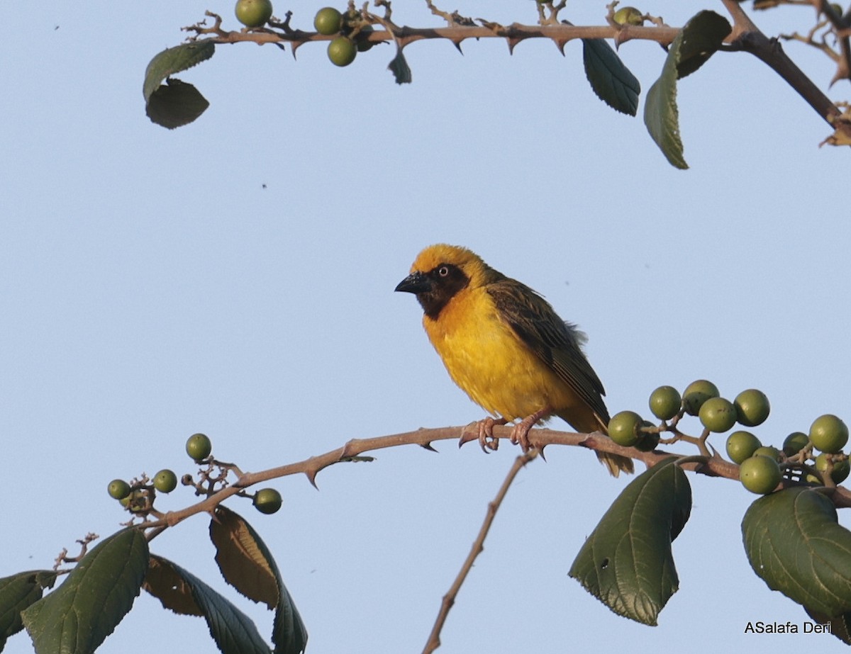 Heuglin's Masked-Weaver - ML612121422