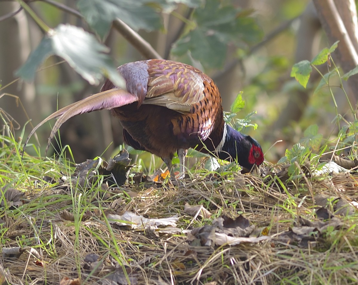 Ring-necked Pheasant - ML612121432