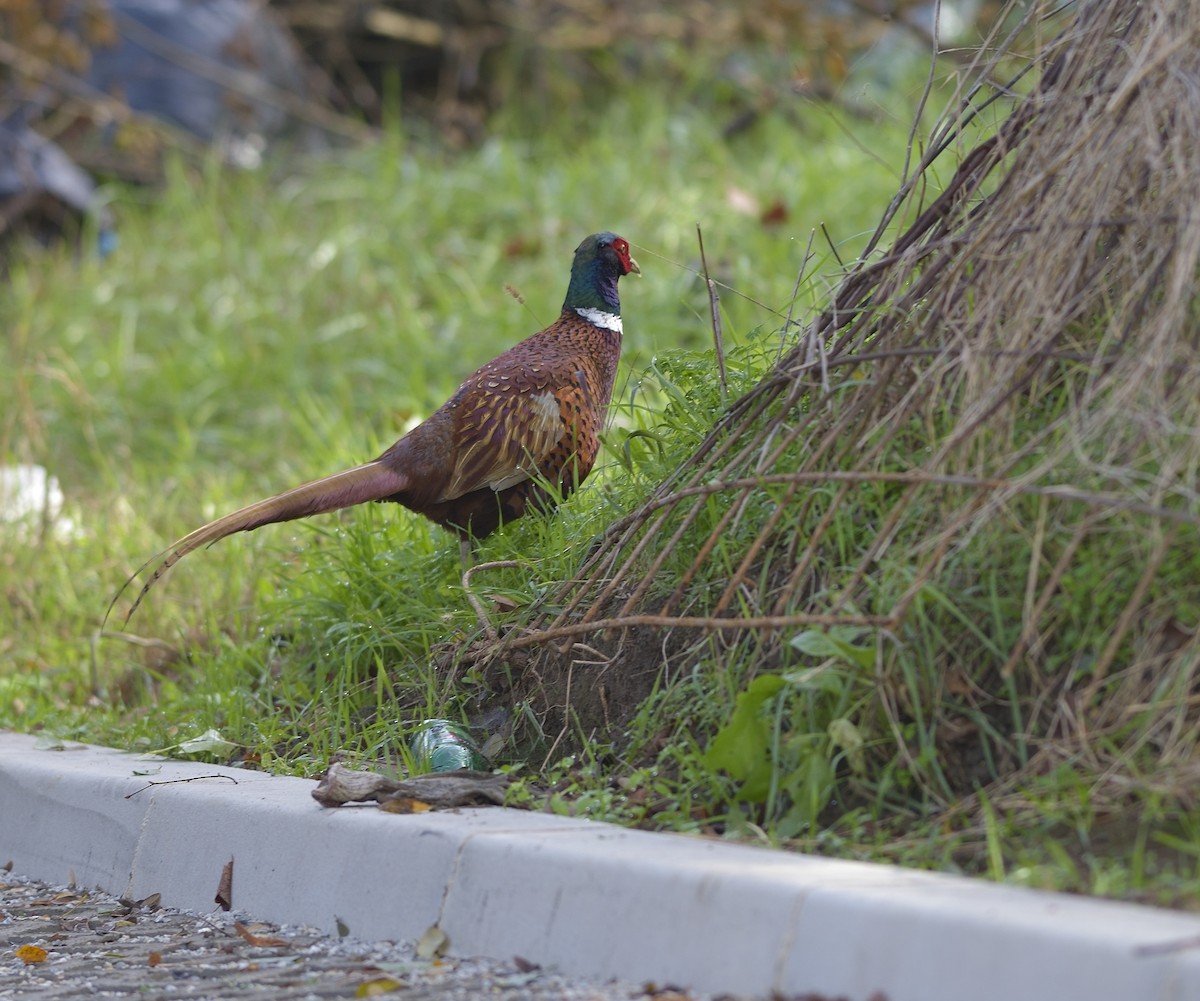 Ring-necked Pheasant - ML612121434