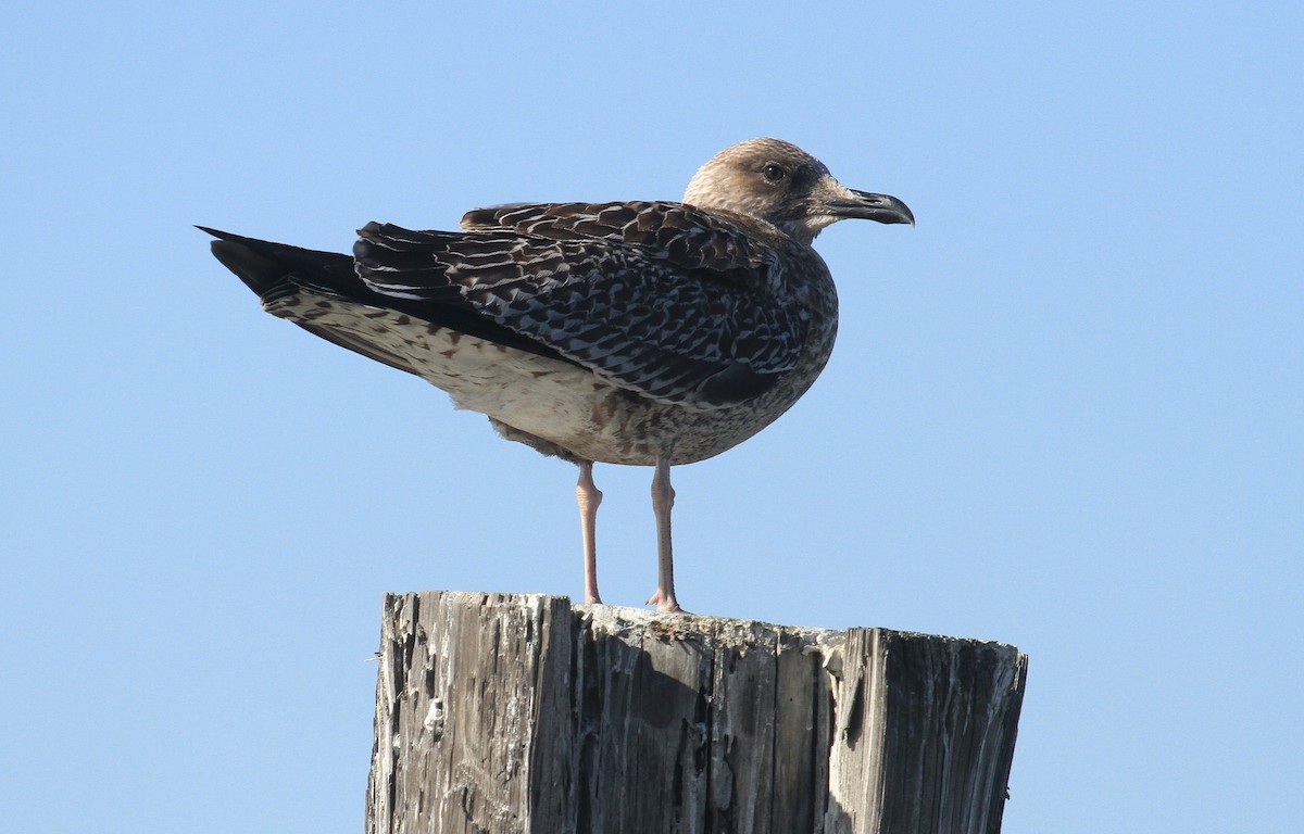 Lesser Black-backed Gull - ML612121484