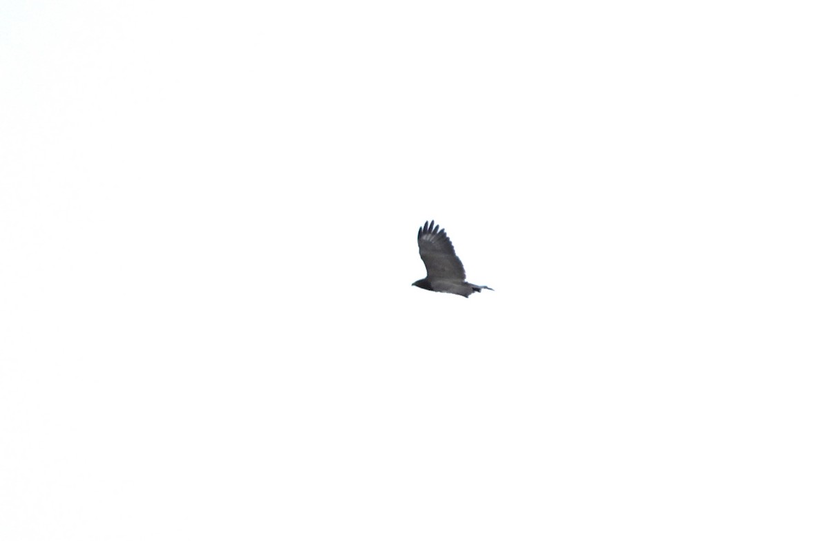 Buse variable (vulpinus/menetriesi) - ML612121498