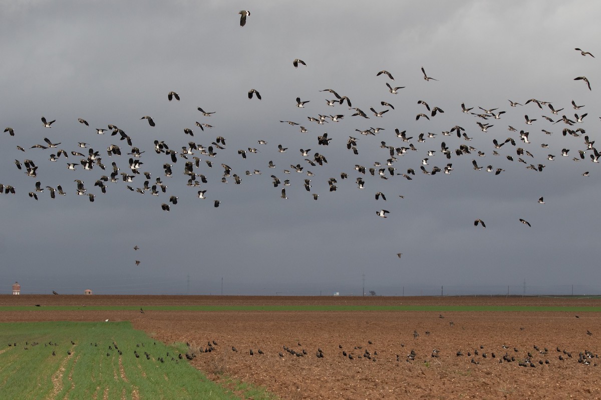 Northern Lapwing - ML612121512