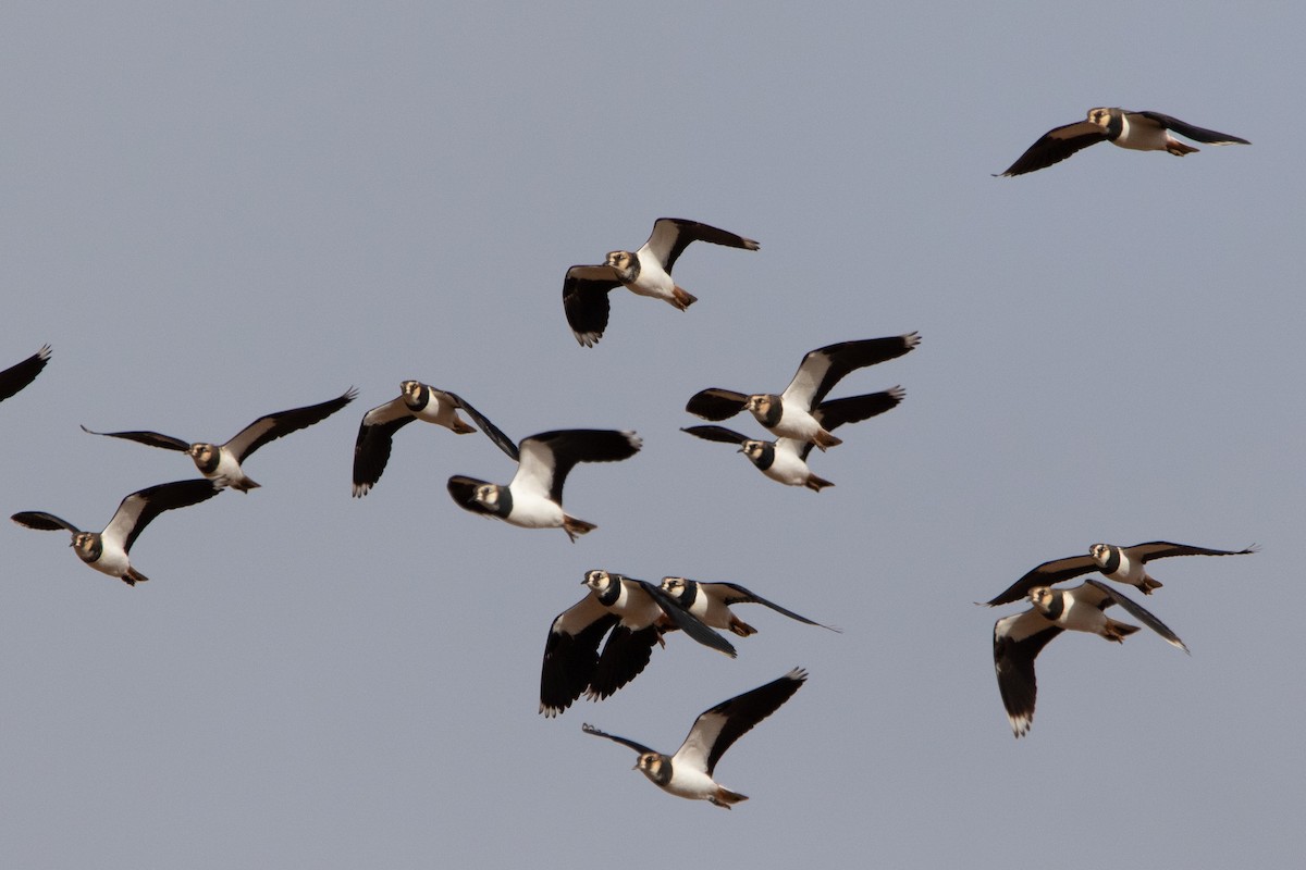 Northern Lapwing - ML612121515