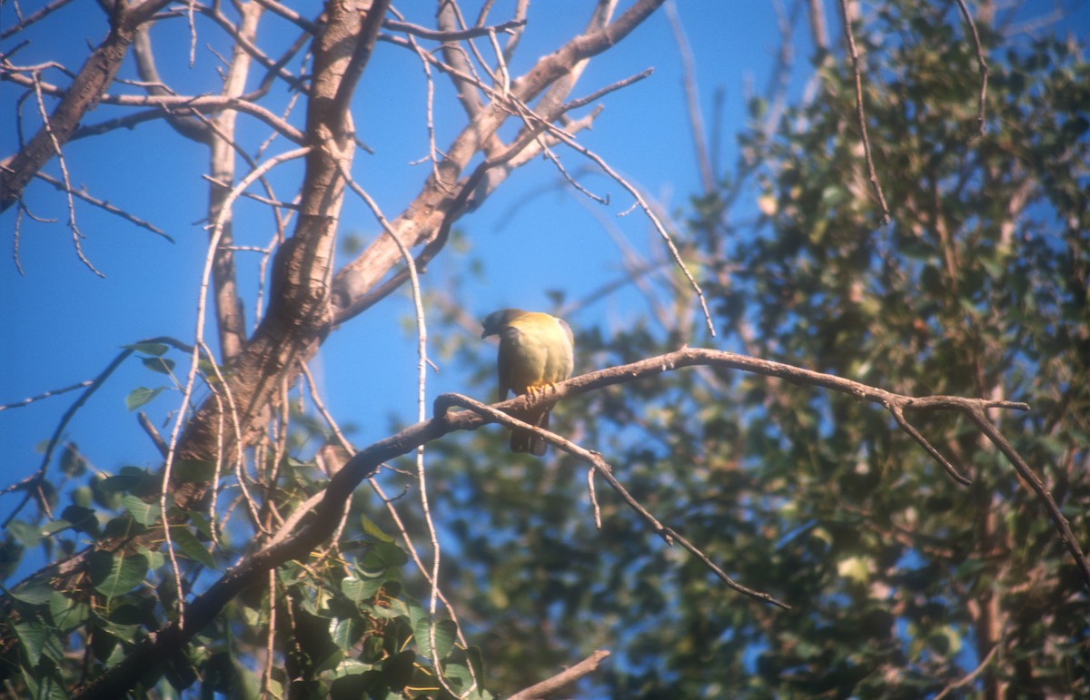 Желтоногий зелёный голубь - ML612121520