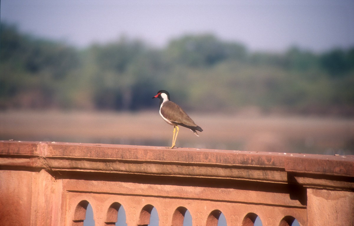 Red-wattled Lapwing - ML612121532