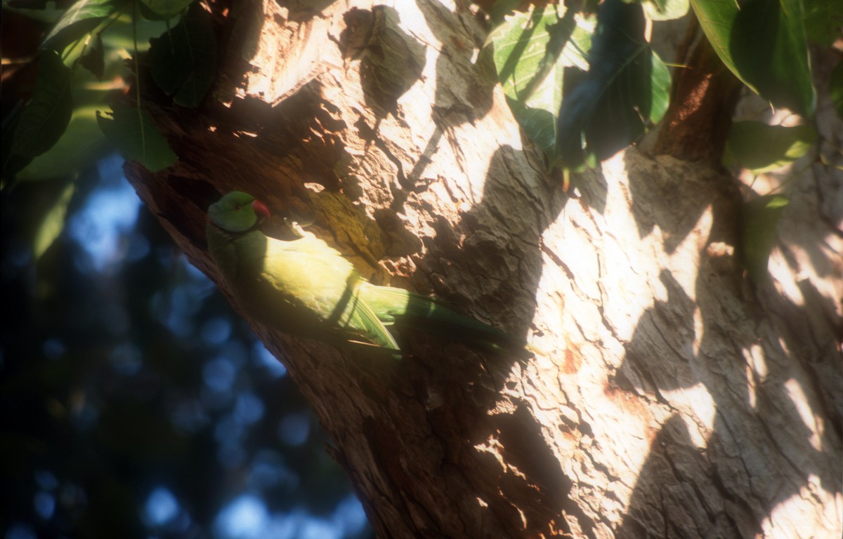 Rose-ringed Parakeet - ML612121542