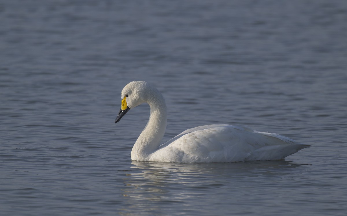 Tundra Swan (Bewick's) - ML612121550