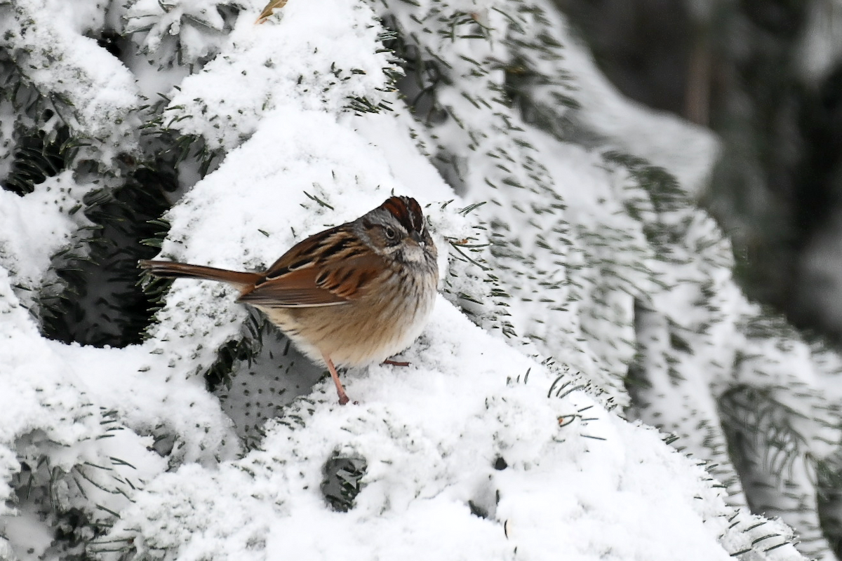 Swamp Sparrow - ML612121647