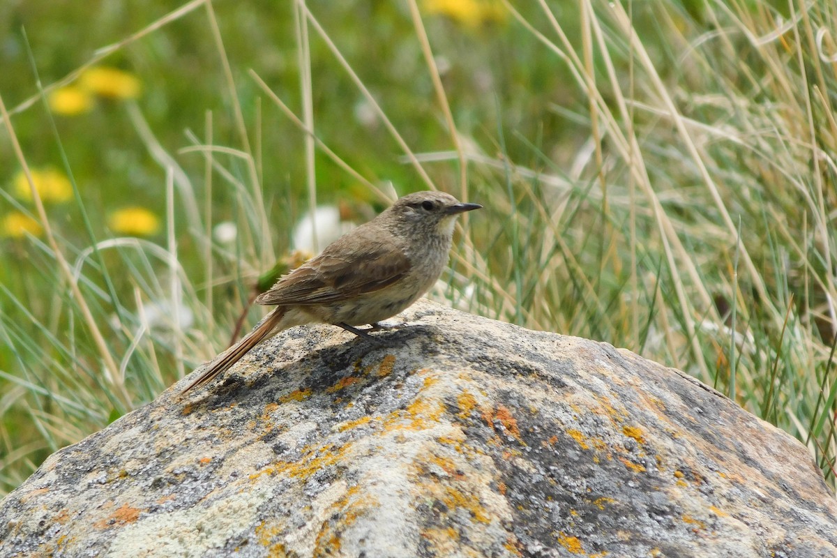 Cordilleran Canastero - ML612121687