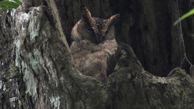 Indian Scops-Owl - ML612121720