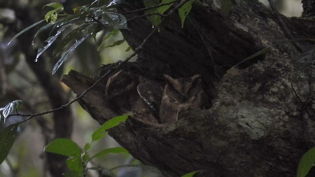 Indian Scops-Owl - ML612121721