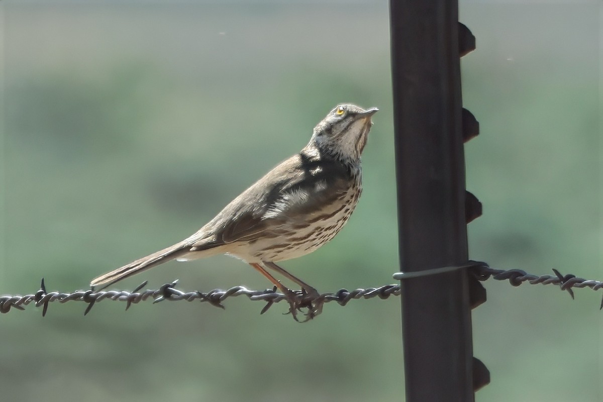 Sage Thrasher - ML612121730