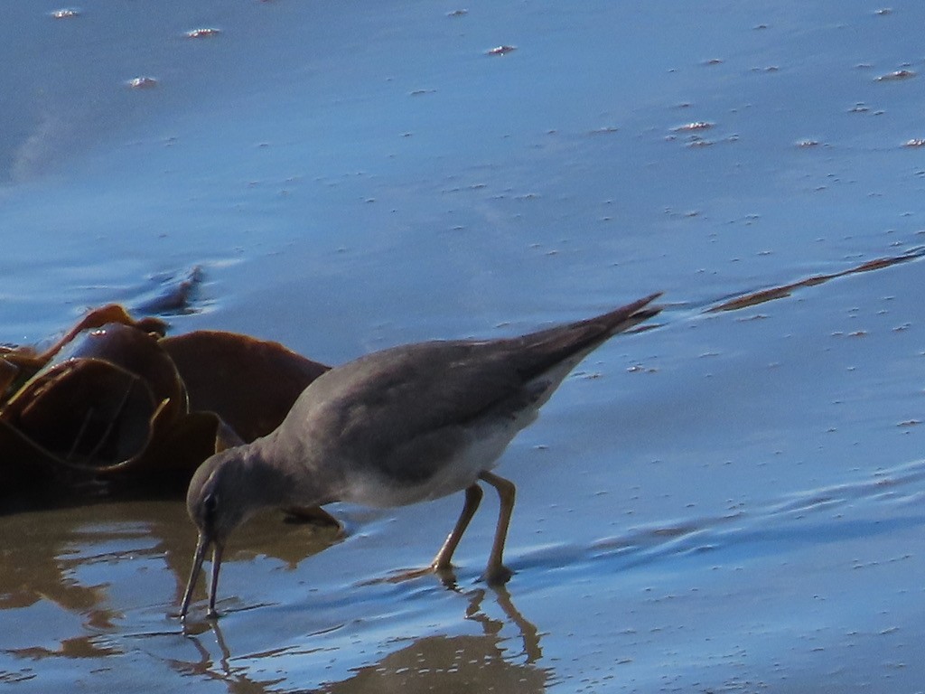 Wandering Tattler - ML612121779