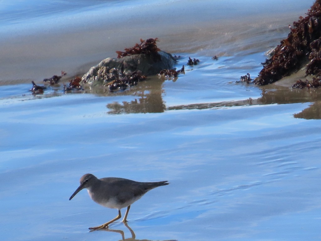 Wandering Tattler - ML612121782