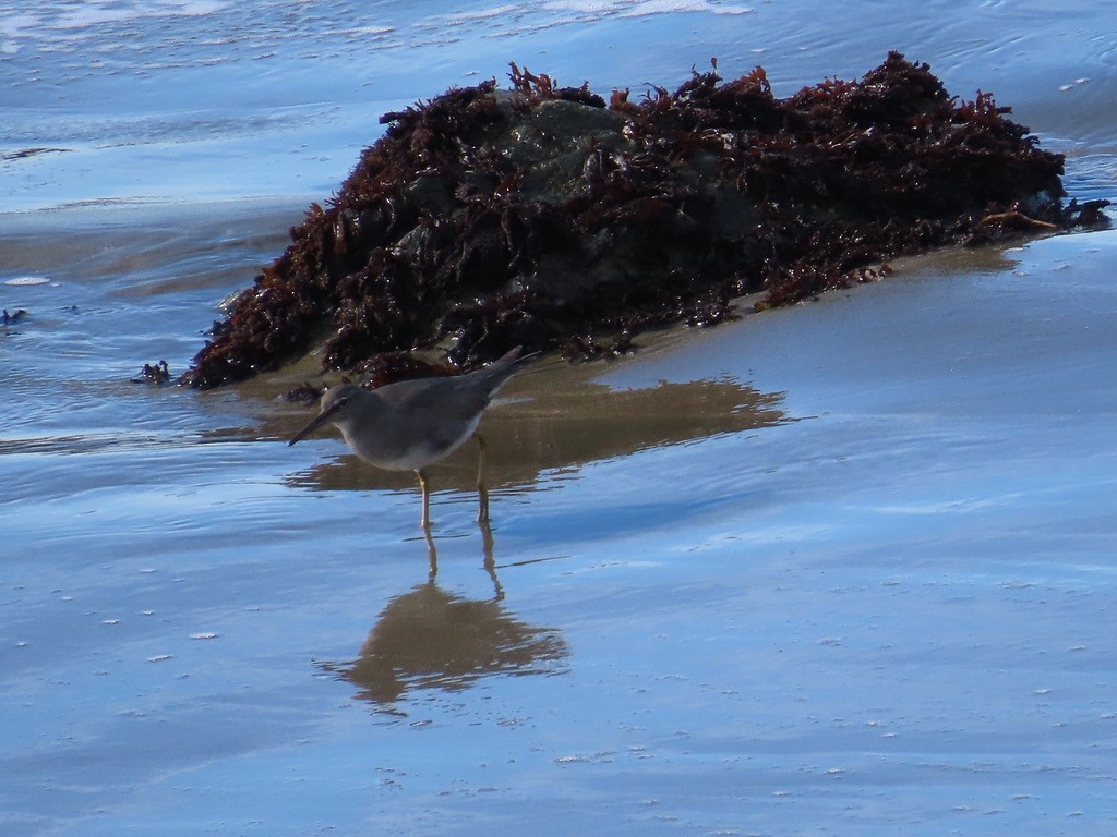 Wandering Tattler - ML612121784