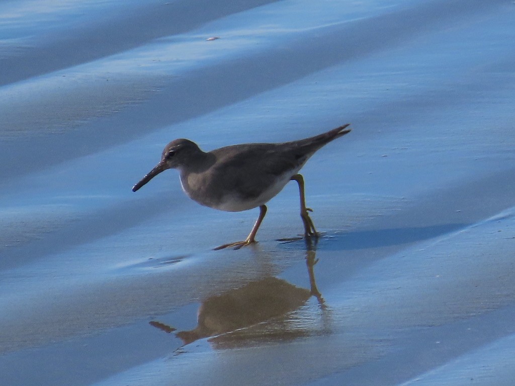 Wandering Tattler - Kathy Dale