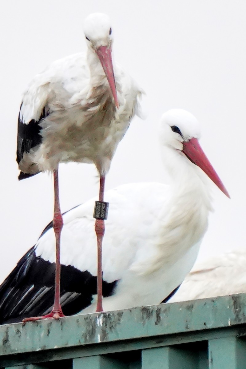 White Stork - ML612121804