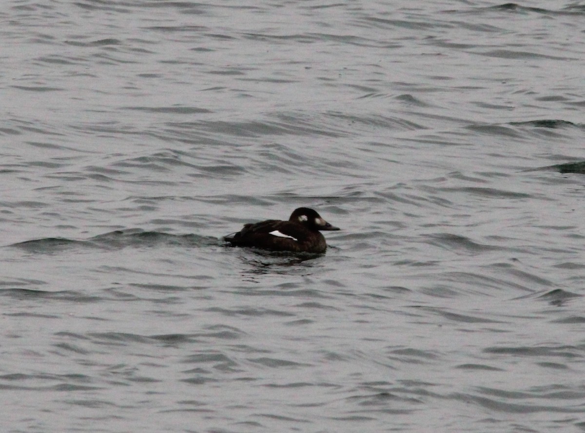 White-winged Scoter - ML612121855