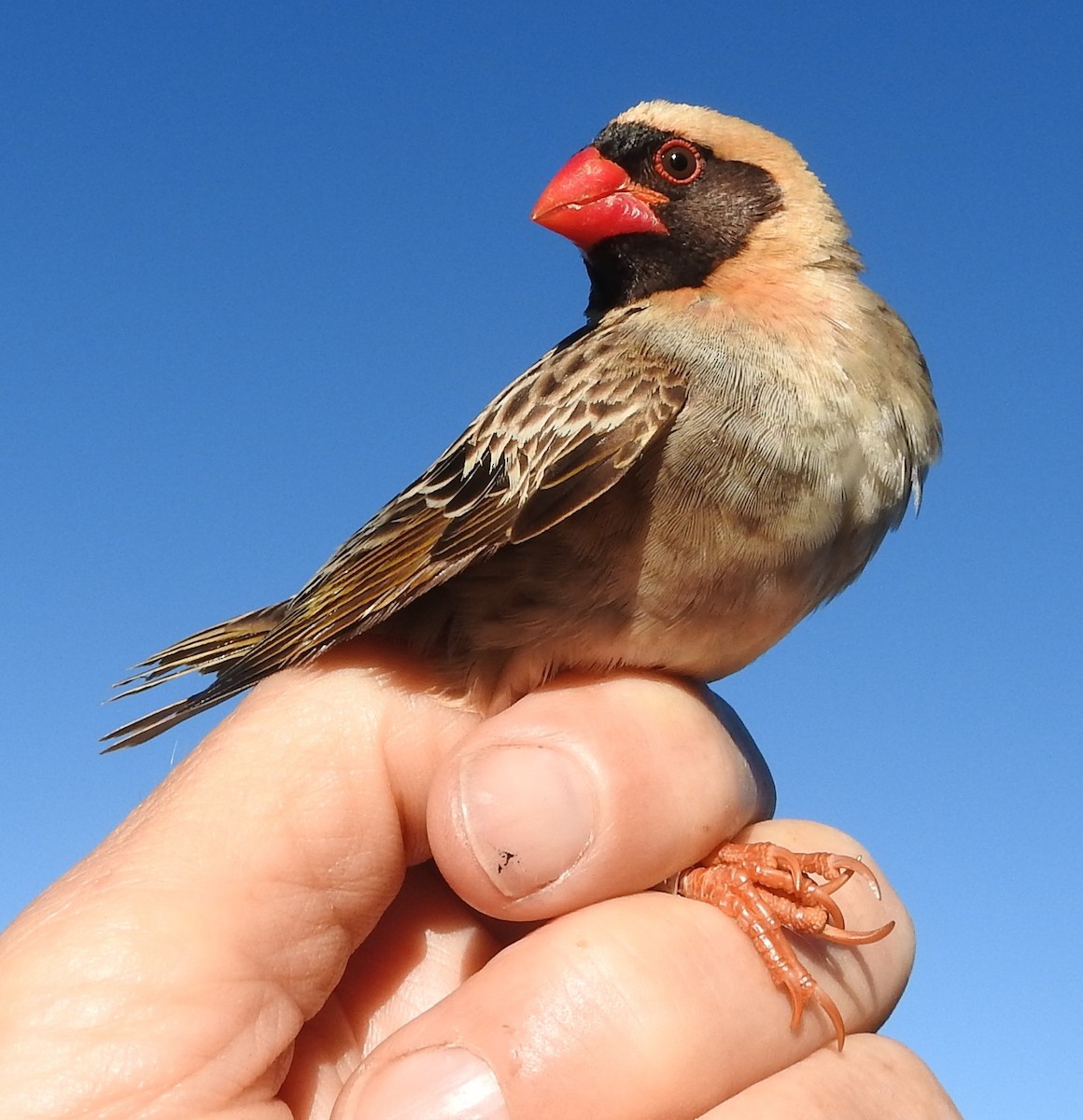 Red-billed Quelea - Dieter Oschadleus