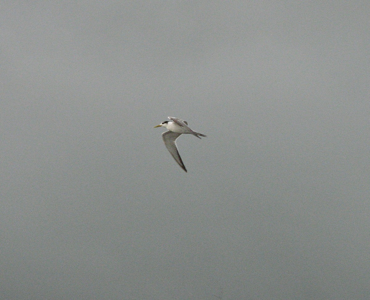 Great Crested Tern - ML612121909