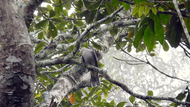 Malabar Imperial-Pigeon - ML612121965