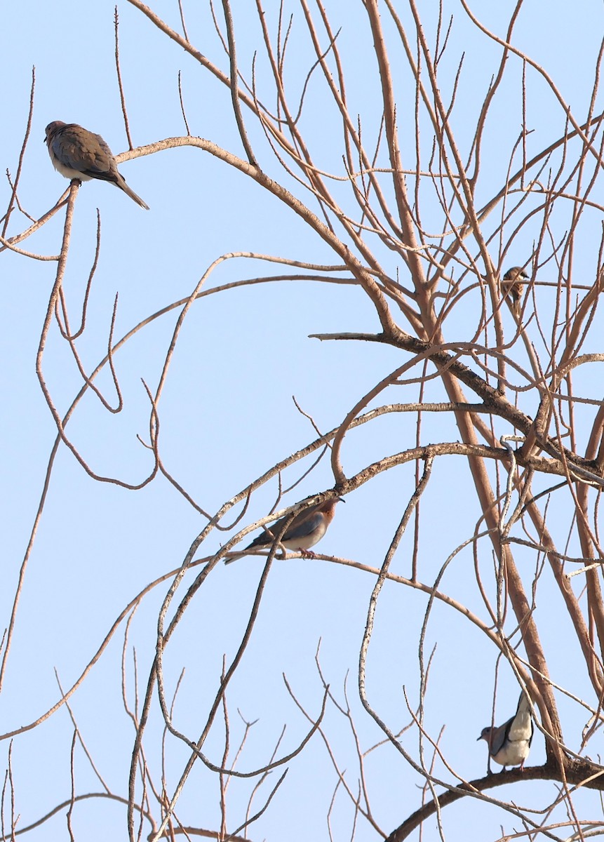 Tórtola Senegalesa - ML612122006