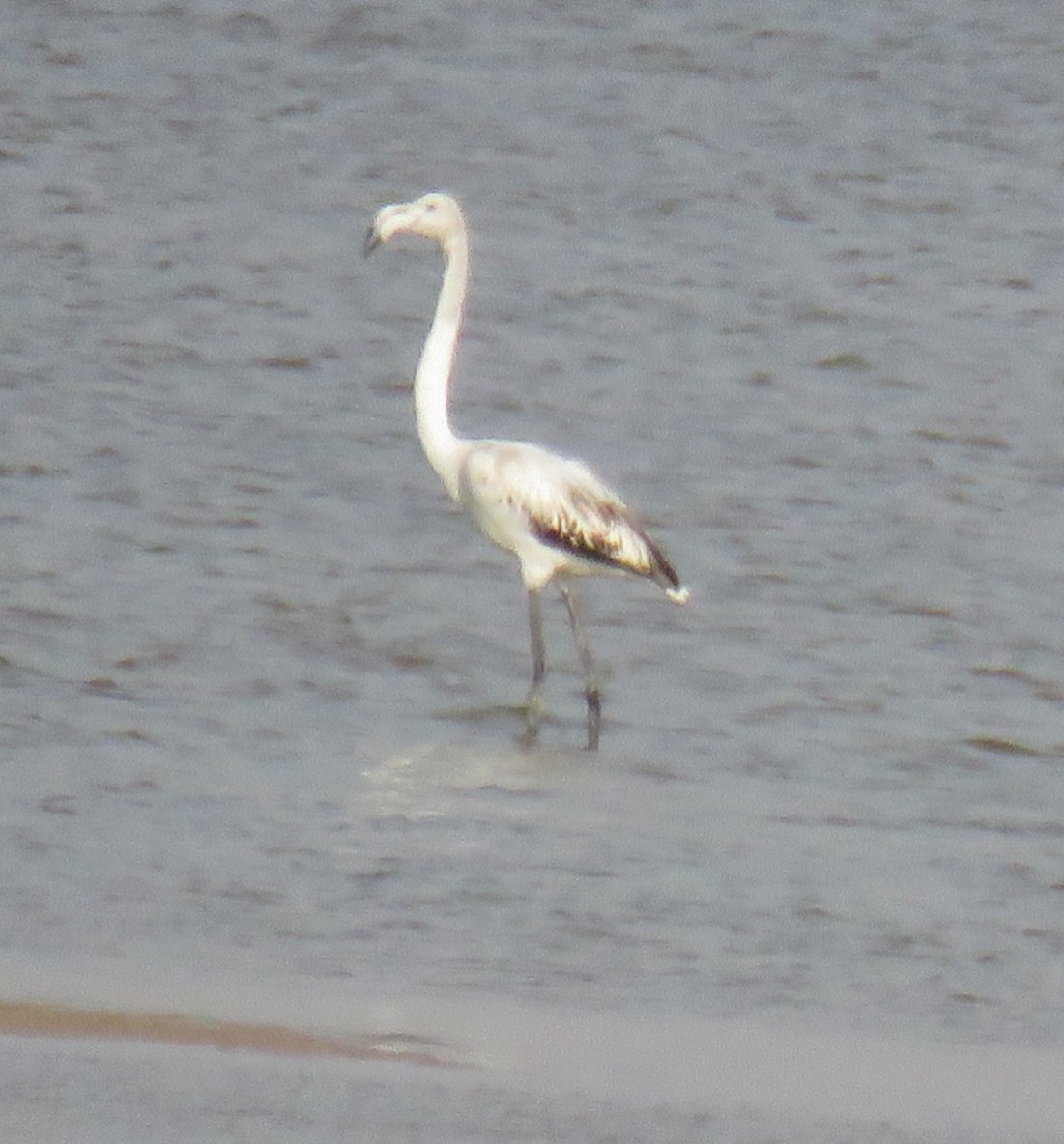 Greater Flamingo - ahmad mohammadi ravesh