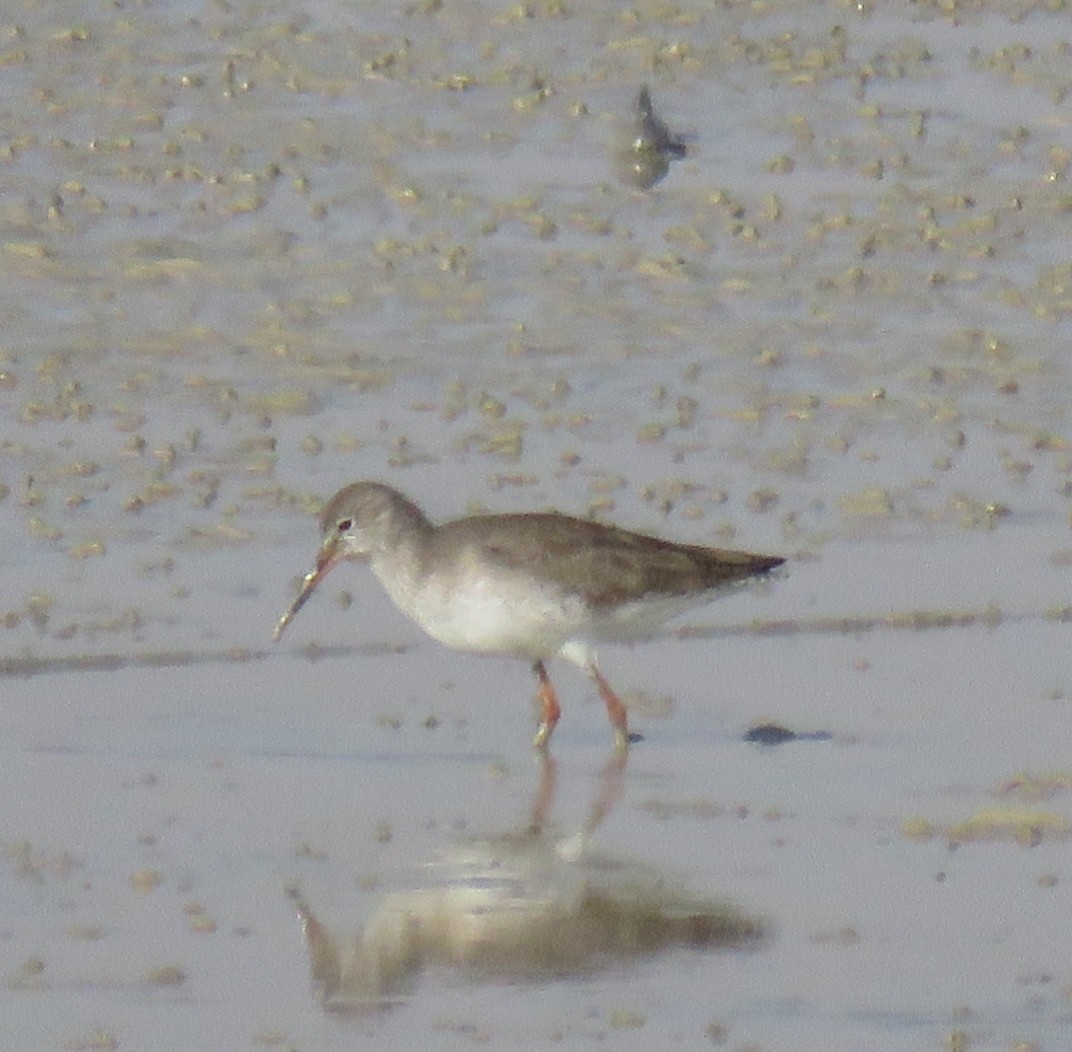 Spotted Redshank - ahmad mohammadi ravesh