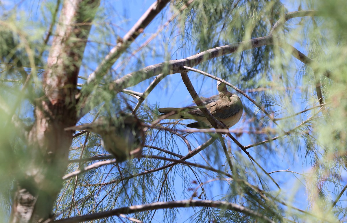 Laughing Dove - ML612122125