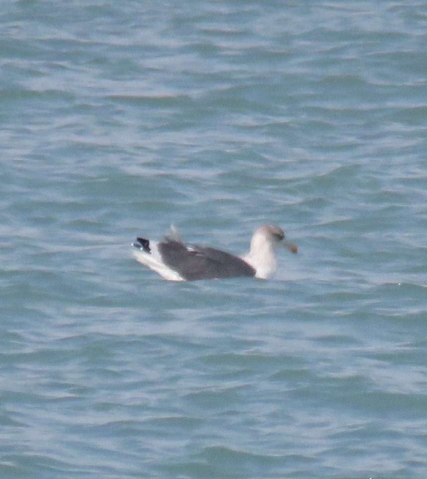 Lesser Black-backed Gull (Heuglin's) - ahmad mohammadi ravesh