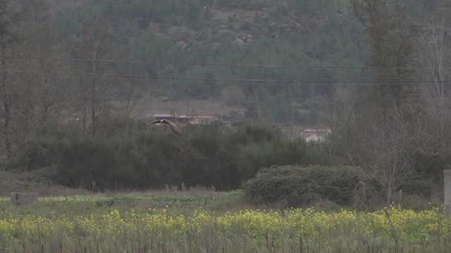 Western Marsh Harrier - ML612122154